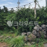 돌담, 초록, 식물, 풀, 자연, 사진,이미지,일러스트,캘리그라피 - Nsunmi2735작가 크라우드픽 - 저작권 걱정 없는 상업용 이미지