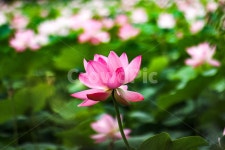 연꽃, 수련, 꽃, 분홍, 꽃잎, 사진,이미지,일러스트,캘리그라피 - 불꽃찍사작가 크라우드픽 - 저작권 걱정 없는 상업용 이미지