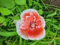 flower, 꽃, 꽃잎, anther, dahlia, 사진,이미지,일러스트,캘리그라피 - Nyuniyuni46작가 크라우드픽 - 저작권 걱정 없는 상업용 이미지