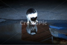 고양이, 길고양이, 갈증, 목마름, 행복, 사진,이미지,일러스트,캘리그라피 - Ncubible작가 크라우드픽 - 저작권 걱정 없는 상업용 이미지