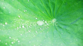 연잎, 물방울, 이슬, 아침, 물, 사진,이미지,일러스트,캘리그라피 - 본질의멋작가 크라우드픽 - 저작권 걱정 없는 상업용 이미지