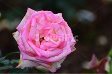 광주, 서구, 공원, 풍암저수지, 풍암공원, 사진,이미지,일러스트,캘리그라피 - 영산공작가 크라우드픽 - 저작권 걱정 없는 상업용 이미지