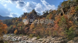 가을, 단풍, 울진, 나무, 하늘, 사진,이미지,일러스트,캘리그라피 - 그날은 온다작가 크라우드픽 - 저작권 걱정 없는 상업용 이미지