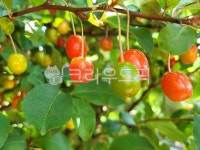 보리수, 보리수열매, 열매, 과일, 음식, 사진,이미지,일러스트,캘리그라피 - phototo73작가 크라우드픽 - 저작권 걱정 없는 상업용 이미지