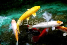 동물, 물고기, 잉어, 금붕어, 생선, 사진,이미지,일러스트,캘리그라피 - Nbocrates68작가 크라우드픽 - 저작권 걱정 없는 상업용 이미지