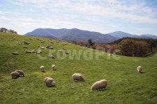 양떼, 평창, 목장, 초원, 가을, 사진,이미지,일러스트,캘리그라피 - 몽상가의숲작가 크라우드픽 - 저작권 걱정 없는 상업용 이미지