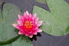 연꽃, 꽃, 식물, 연잎, 자연, 사진,이미지,일러스트,캘리그라피 - 횽횽작가 크라우드픽 - 저작권 걱정 없는 상업용 이미지