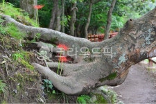 tree, 나무, treetrunk, 나무줄기, 고목, 사진,이미지,일러스트,캘리그라피 - 영산공작가 크라우드픽 - 저작권 걱정 없는 상업용 이미지
