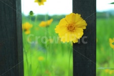 꽃, 공원, 자연, 휴식, 힐링, 사진,이미지,일러스트,캘리그라피 - Gourmet작가 크라우드픽 - 저작권 걱정 없는 상업용 이미지