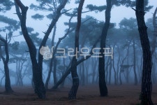 소나무, 수나무숲, 춘천, 지내리솔밭, pine, 사진,이미지,일러스트,캘리그라피 - 마퉁이작가 크라우드픽 - 저작권 걱정 없는 상업용 이미지