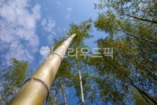 섬진강대숲길, 대나무, bamboo, 식물, plant, 사진,이미지,일러스트,캘리그라피 - 막강철다리작가 크라우드픽 - 저작권 걱정 없는 상업용 이미지