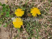 flower, 꽃, 민들레, 봄꽃, yellow, 사진,이미지,일러스트,캘리그라피 - AppleMint작가 크라우드픽 - 저작권 걱정 없는 상업용 이미지