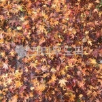 leaf, 잎, plant, 식물, ground, 사진,이미지,일러스트,캘리그라피 - boki84작가 크라우드픽 - 저작권 걱정 없는 상업용 이미지