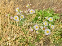 꽃, flower, 들꽃, 풍경, 봄, 사진,이미지,일러스트,캘리그라피 - 하늘맑음작가 크라우드픽 - 저작권 걱정 없는 상업용 이미지