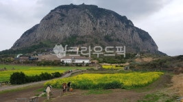 제주도, 산방산, 산방사, 절, 유채꽃, 사진,이미지,일러스트,캘리그라피 - 제주를보다작가 크라우드픽 - 저작권 걱정 없는 상업용 이미지
