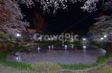 보문정, 경주, 보문관광단지, 벚꽃, 호수, 사진,이미지,일러스트,캘리그라피 - 일출작가 크라우드픽 - 저작권 걱정 없는 상업용 이미지