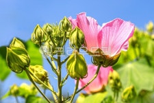 꽃, 부용꽃, 야생화, 자연, 옥외, 사진,이미지,일러스트,캘리그라피 - 깜찍이 사진일기작가 크라우드픽 - 저작권 걱정 없는 상업용 이미지