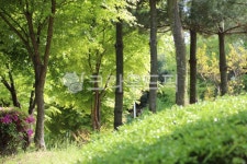 tree, 나무, 작은숲, 자연, 초목, 사진,이미지,일러스트,캘리그라피 - 여신강림작가 크라우드픽 - 저작권 걱정 없는 상업용 이미지