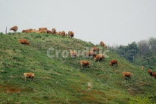 소, 동물, 한우, 축산업, 초원, 사진,이미지,일러스트,캘리그라피 - 순딩이작가 크라우드픽 - 저작권 걱정 없는 상업용 이미지