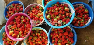 딸기, 딸기밭, 딸기농장, 밭, 바구니, 사진,이미지,일러스트,캘리그라피 - 앨리작가 크라우드픽 - 저작권 걱정 없는 상업용 이미지