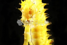 해마, seahorse, tonyseahorse, 황금, gold, 사진,이미지,일러스트,캘리그라피 - Nplay8281작가 크라우드픽 - 저작권 걱정 없는 상업용... 