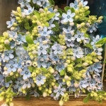 꽃, 옥시, 옥시플라워, 블루스타, flower, 사진,이미지,일러스트,캘리그라피 - SHYO작가 크라우드픽 - 저작권 걱정 없는 상업용 이미지