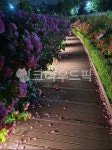 garden, 정원, 꽃길, 옥외, 꽃, 사진,이미지,일러스트,캘리그라피 - Nhyeon2696작가 크라우드픽 - 저작권 걱정 없는 상업용 이미지