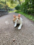 고양이, 길냥이, 길고양이, 냥냥이, 야옹이, 사진,이미지,일러스트,캘리그라피 - 연금술사hui작가 크라우드픽 - 저작권 걱정 없는 상업용 이미지