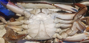 food, 음식, seafood, 해물, crab, 사진,이미지,일러스트,캘리그라피 - ok쁘니작가 크라우드픽 - 저작권 걱정 없는 상업용 이미지