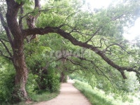 반곡지, 경산, 저수지, 호수, 오솔길, 사진,이미지,일러스트,캘리그라피 - 오징어작가 크라우드픽 - 저작권 걱정 없는 상업용 이미지