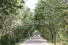 path, 길, tree, 나무, 이팝나무길, 사진,이미지,일러스트,캘리그라피 - lhj59작가 크라우드픽 - 저작권 걱정 없는 상업용 이미지