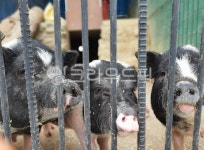 돼지, 동물, 자연, 동물원, 농장, 사진,이미지,일러스트,캘리그라피 - sjdh0201작가 크라우드픽 - 저작권 걱정 없는 상업용 이미지