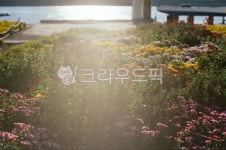 경북, 포항시, 포항, 형산강체육공원, 국화, 사진,이미지,일러스트,캘리그라피 - 아날로그 소년작가 크라우드픽 - 저작권 걱정 없는 상업용 이미지