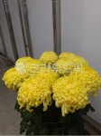 가을꽃, 국화, 국화꽃, 노랑, yellow, 사진,이미지,일러스트,캘리그라피 - 세무회계작가 크라우드픽 - 저작권 걱정 없는 상업용 이미지