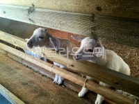 염소, 동물, 애니멀, 아기염소, 목장, 사진,이미지,일러스트,캘리그라피 - Nmaldalri작가 크라우드픽 - 저작권 걱정 없는 상업용 이미지