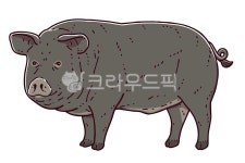 흑돼지, 제주, 제주도, 돼지, 삽화, 사진,이미지,일러스트,캘리그라피 - goodenbop작가 크라우드픽 - 저작권 걱정 없는 상업용 이미지