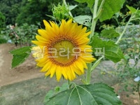 대원주말농장, 해바라기, 식물, 자연, 자연농장, 사진,이미지,일러스트,캘리그라피 - 감자킴작가 크라우드픽 - 저작권 걱정 없는 상업용 이미지