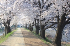 식물, 자연, 벗꽃길, 벗꽃, 봄, 사진,이미지,일러스트,캘리그라피 - 솔바람작가 크라우드픽 - 저작권 걱정 없는 상업용 이미지