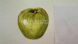 사과, 데상, 보테니컬아트, 색연필, 그림, 사진,이미지,일러스트,캘리그라피 - k9작가 크라우드픽 - 저작권 걱정 없는 상업용 이미지