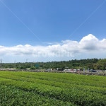 녹차, 자연, 구름, 맑음, 제주도, 사진,이미지,일러스트,캘리그라피 - s_jin94작가 크라우드픽 - 저작권 걱정 없는 상업용 이미지