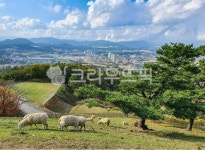 양떼, 양, 대관령, 강원도, 목장, 사진,이미지,일러스트,캘리그라피 - 단뽀작가 크라우드픽 - 저작권 걱정 없는 상업용 이미지