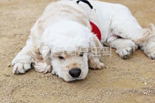 개, 강아지, 동물, 애완견, 반려견, 사진,이미지,일러스트,캘리그라피 - 함께사는세상작가 크라우드픽 - 저작권 걱정 없는 상업용 이미지