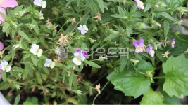 허브플라워Ⅱ | 꽃, 플라워, 식물, 허브, herbs, 사진,이미지,일러스트,캘리그라피 - 앨리작가 크라우드픽 - 저작권 걱정 없는 상업용 이미지