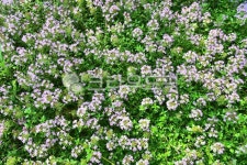 백리향, 허브, 허브식물, thyme, Herb, 사진,이미지,일러스트,캘리그라피 - space작가 크라우드픽 - 저작권 걱정 없는 상업용 이미지