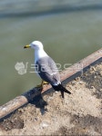갈매기, animal, 동물, bird, 새, 사진,이미지,일러스트,캘리그라피 - 리치블작가 크라우드픽 - 저작권 걱정 없는 상업용 이미지