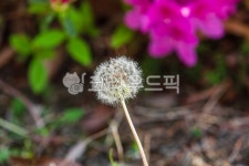 민들레씨앗, 민들레, 씨앗, 민들레홀씨, 꽃, 사진,이미지,일러스트,캘리그라피 - two K작가 크라우드픽 - 저작권 걱정 없는 상업용 이미지