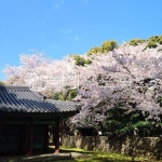 벚꽃, 하늘, 정원, 배경, 꽃, 사진,이미지,일러스트,캘리그라피 - blu2작가 크라우드픽 - 저작권 걱정 없는 상업용 이미지