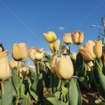 꽃, flower, 튤립, tulip, plant, 사진,이미지,일러스트,캘리그라피 - OVO작가 크라우드픽 - 저작권 걱정 없는 상업용 이미지