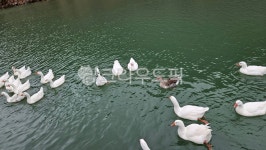 오리, 호수, 공원, 새, 백조, 사진,이미지,일러스트,캘리그라피 - zxlixz작가 크라우드픽 - 저작권 걱정 없는 상업용 이미지