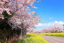 녹산로, 도로, 유채꽃, 하늘, 구름, 사진,이미지,일러스트,캘리그라피 - ju999작가 크라우드픽 - 저작권 걱정 없는 상업용 이미지